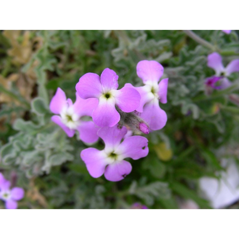 matthiola sinuata (l.) r. br. subsp. ligurica (conti) vierh.