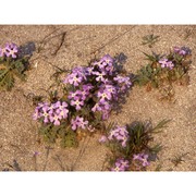 matthiola sinuata (l.) r. br. subsp. ligurica (conti) vierh.