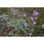 matthiola sinuata (l.) r. br. subsp. ligurica (conti) vierh.