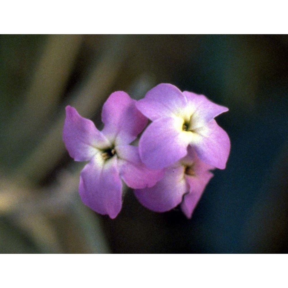 matthiola tricuspidata (l.) r. br.