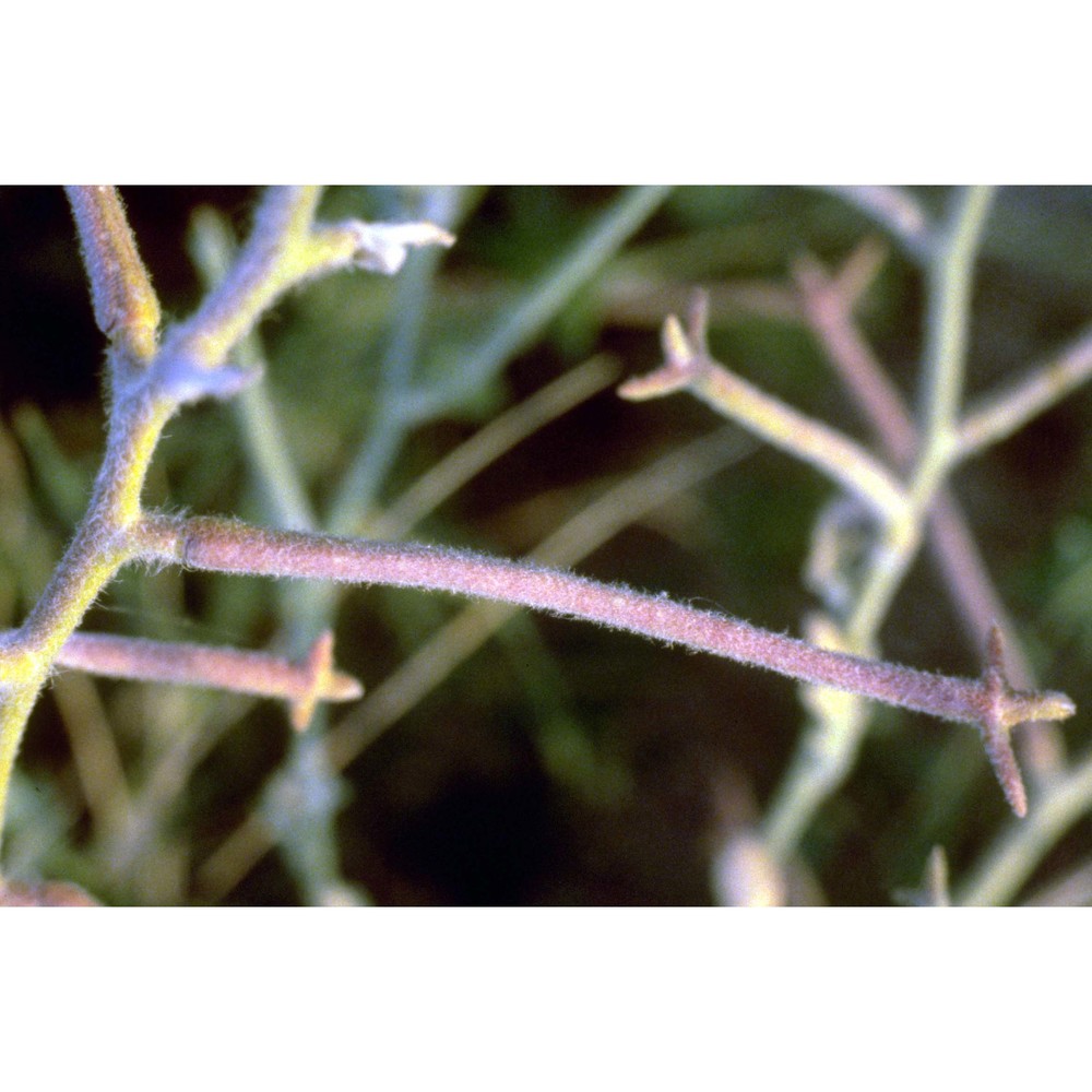 matthiola tricuspidata (l.) r. br.