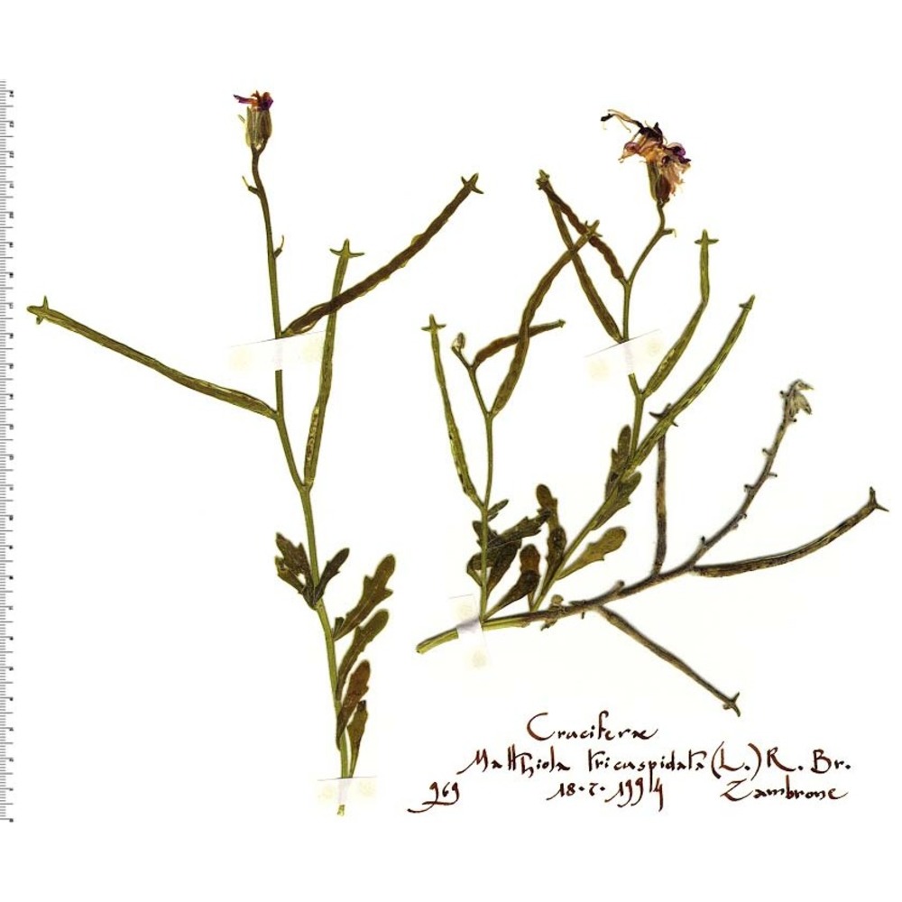 matthiola tricuspidata (l.) r. br.