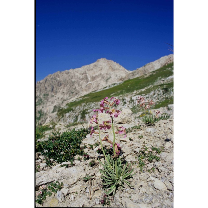 matthiola valesiaca j. gay