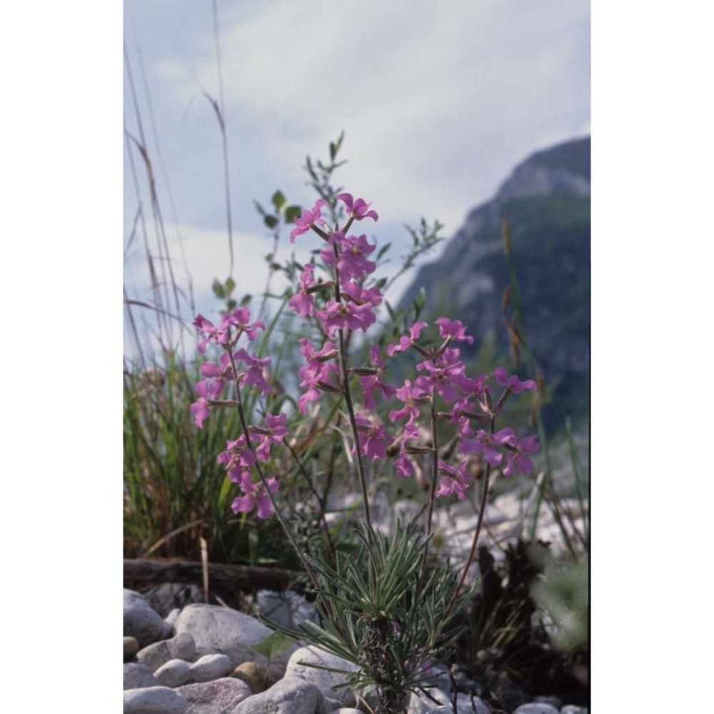 matthiola valesiaca j. gay