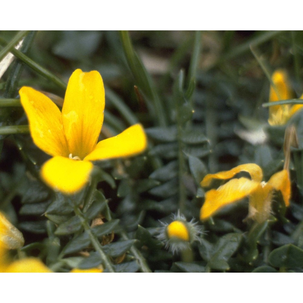 morisia monanthos (viv.) asch.