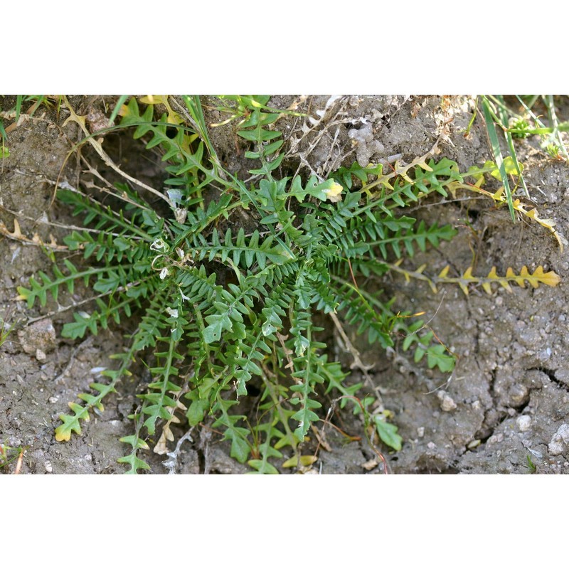 morisia monanthos (viv.) asch.