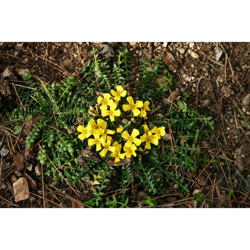 morisia monanthos (viv.) asch.