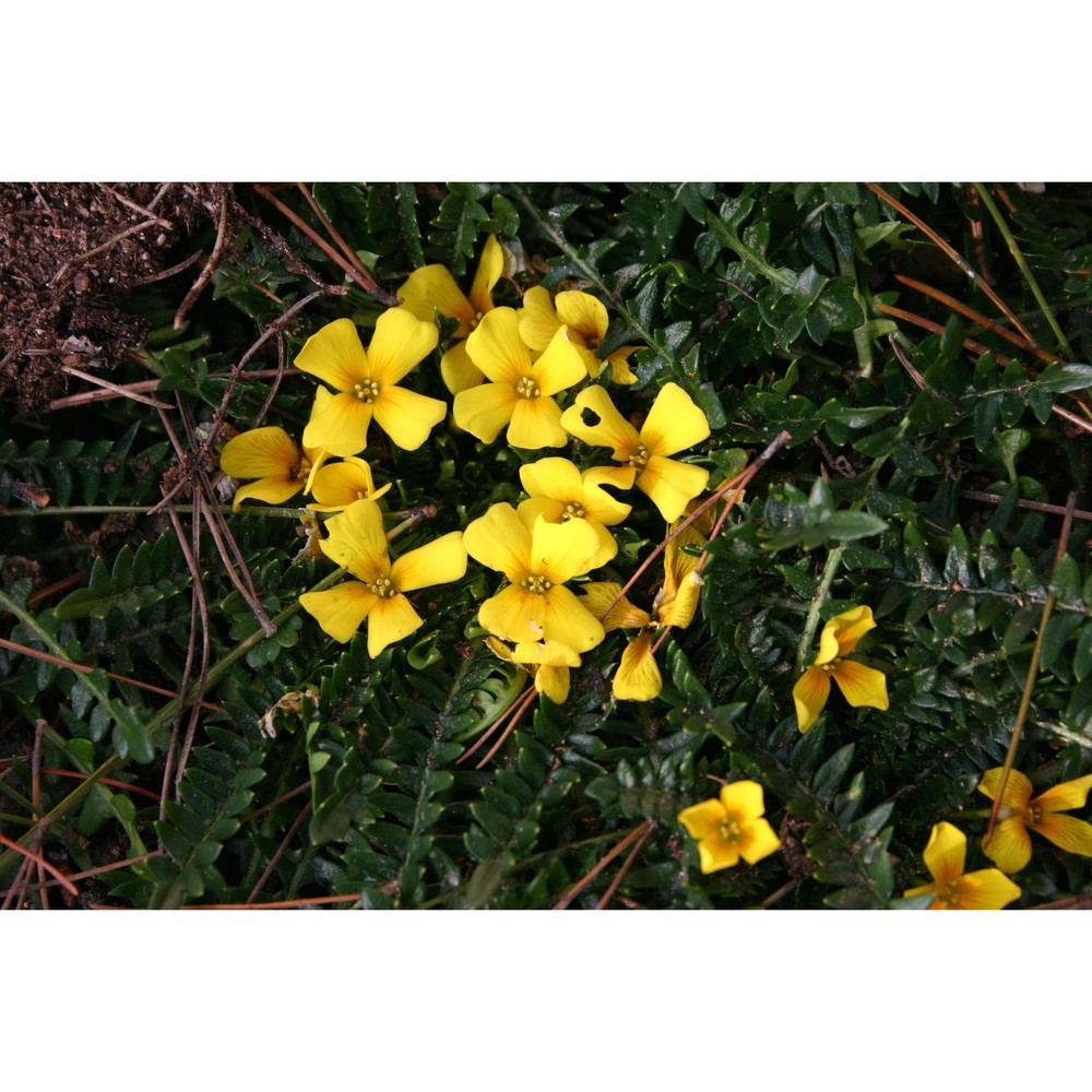 morisia monanthos (viv.) asch.