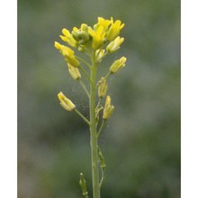 myagrum perfoliatum l.