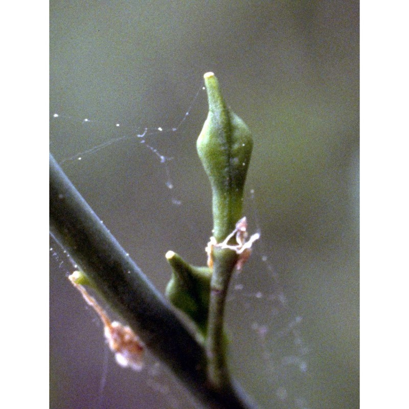 myagrum perfoliatum l.