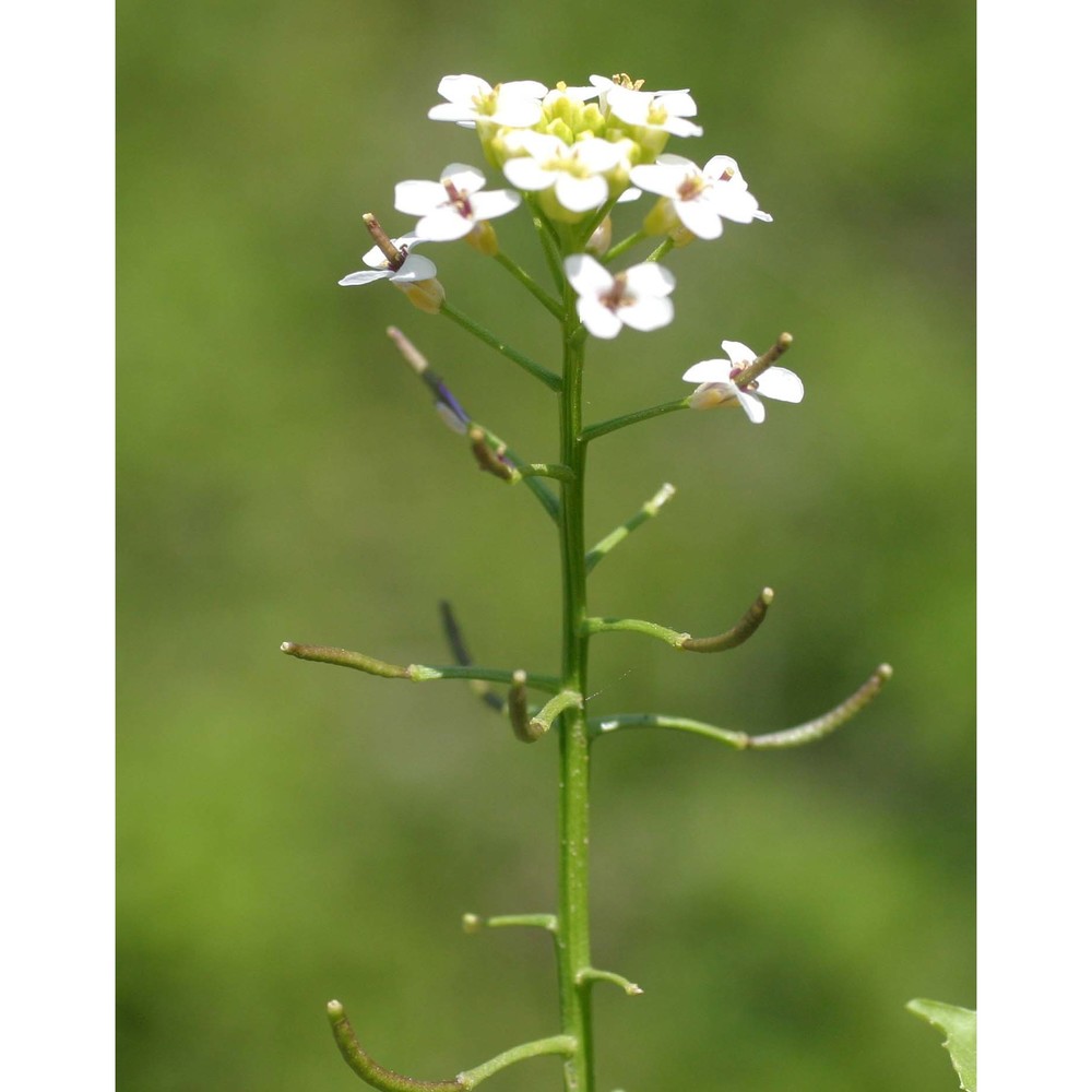 nasturtium officinale r. br.