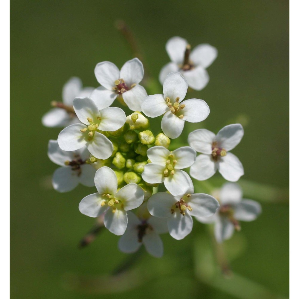 nasturtium officinale r. br.