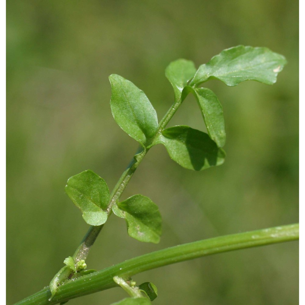 nasturtium officinale r. br.