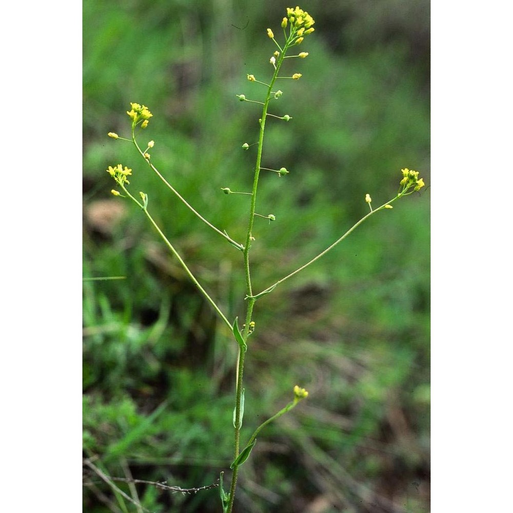 neslia paniculata (l.) desv.