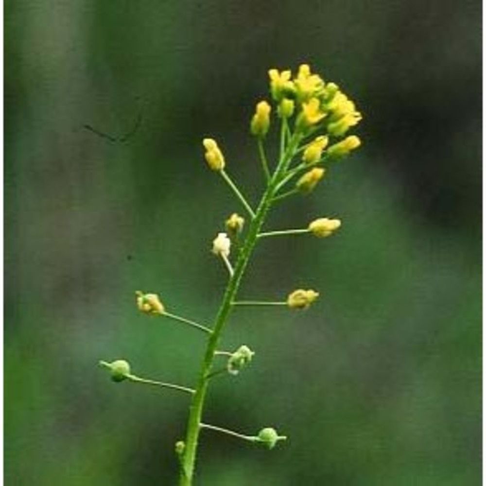 neslia paniculata (l.) desv.