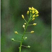 neslia paniculata (l.) desv.