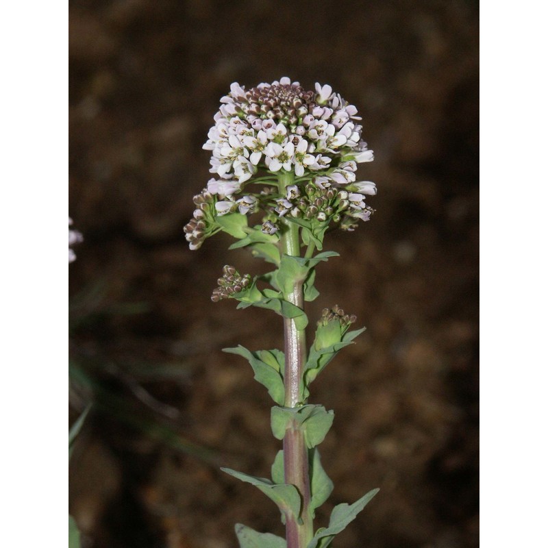 noccaea brachypetala (jord.) f. k. mey.