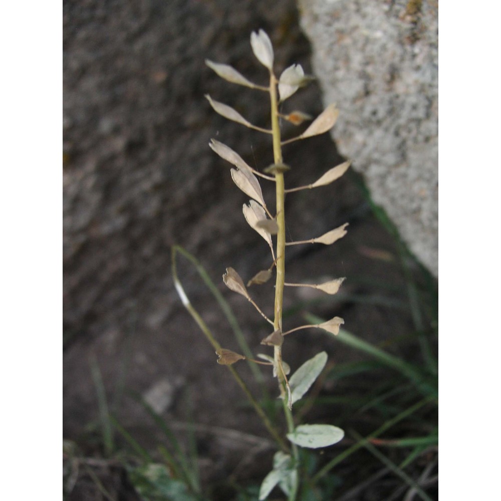 noccaea brevistyla (dc.) steud.