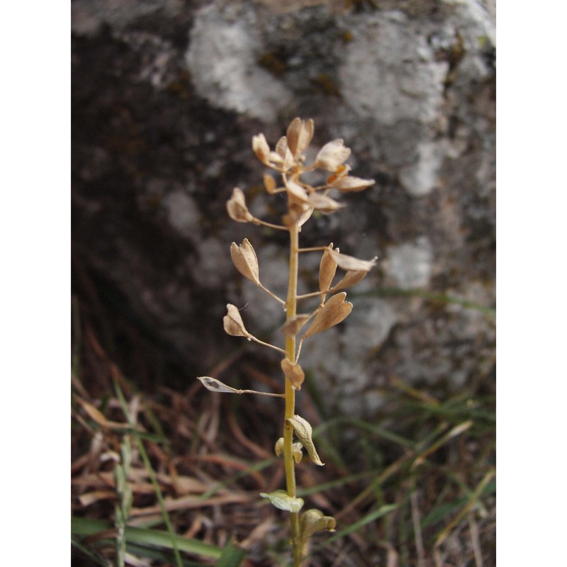 noccaea brevistyla (dc.) steud.