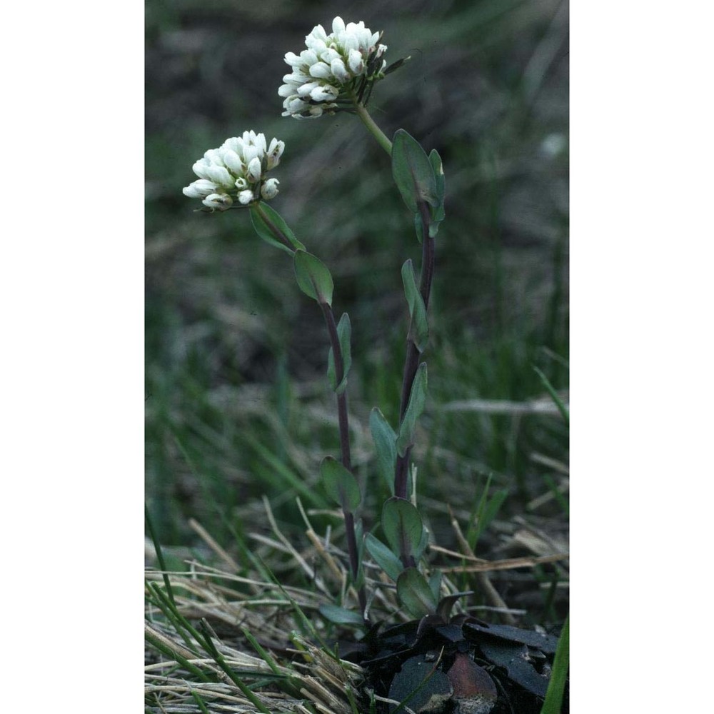 noccaea caerulescens (j. presl et c. presl.) f. k. mey.