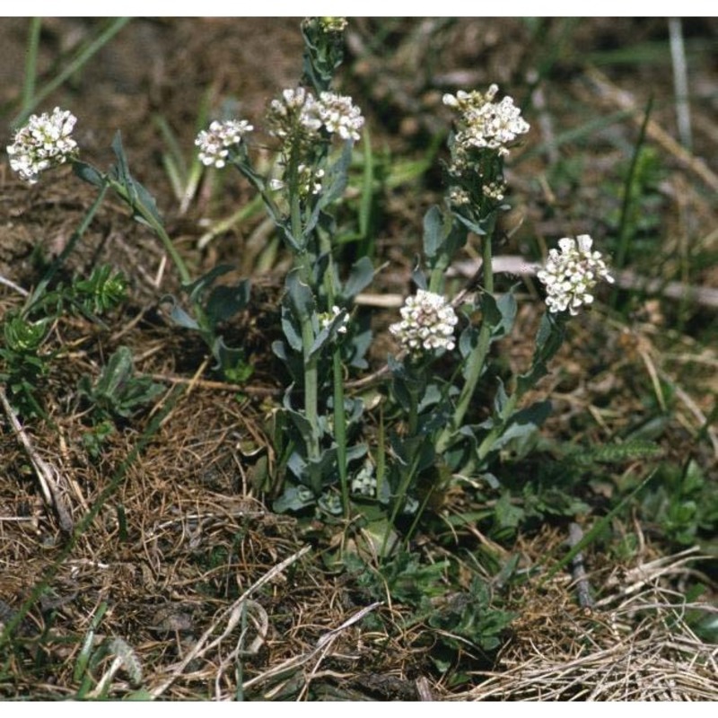 noccaea caerulescens (j. presl et c. presl.) f. k. mey.