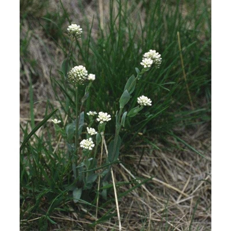 noccaea caerulescens (j. presl et c. presl.) f. k. mey.