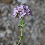 noccaea cepaeifolia (wulfen) rchb.