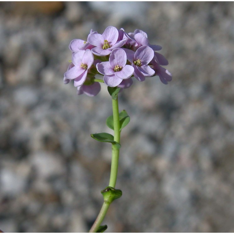 noccaea cepaeifolia (wulfen) rchb.