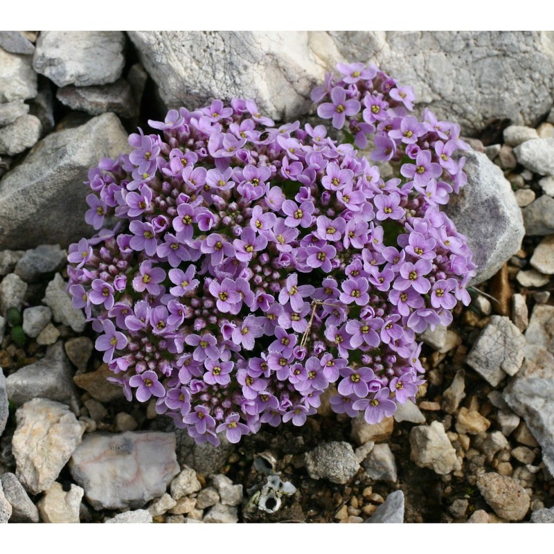 noccaea rotundifolia (l.) moench