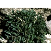 rhizobotrya alpina tausch