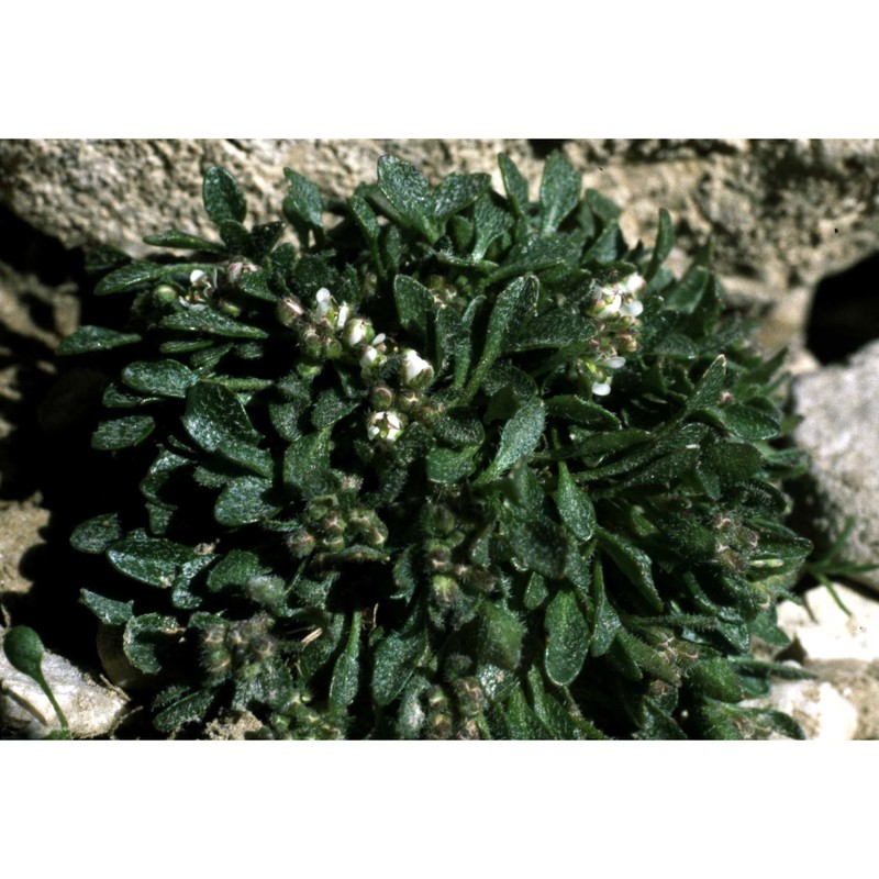 rhizobotrya alpina tausch