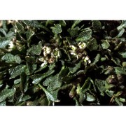rhizobotrya alpina tausch