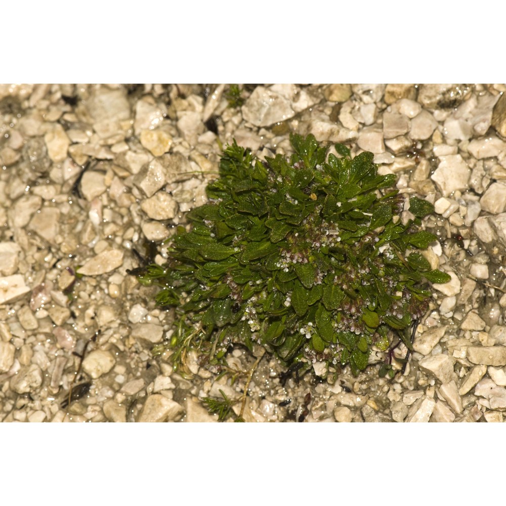 rhizobotrya alpina tausch
