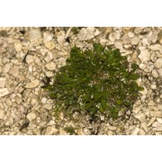 rhizobotrya alpina tausch