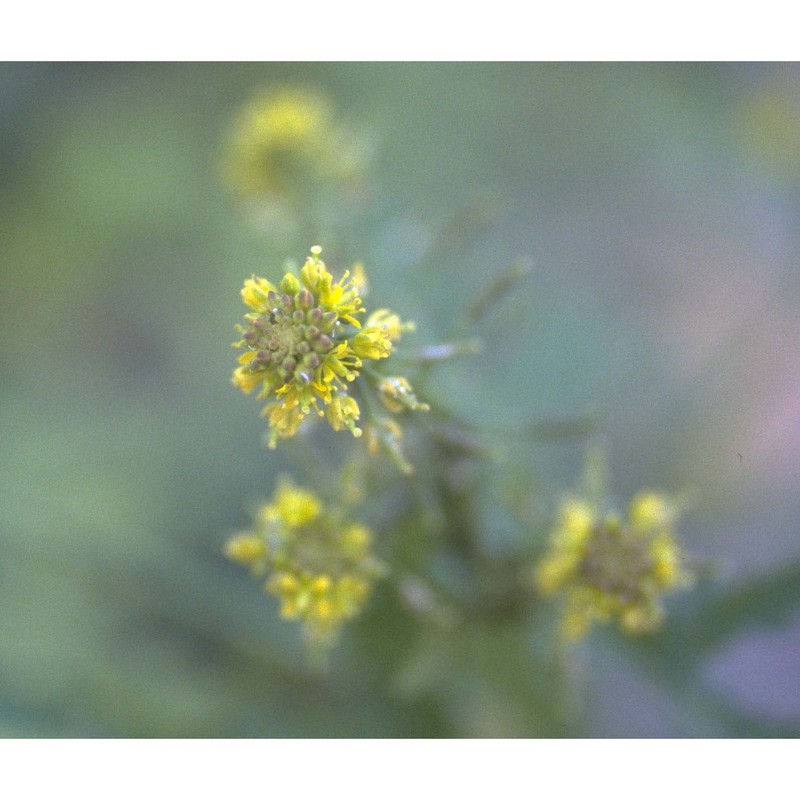 rorippa palustris (l.) besser