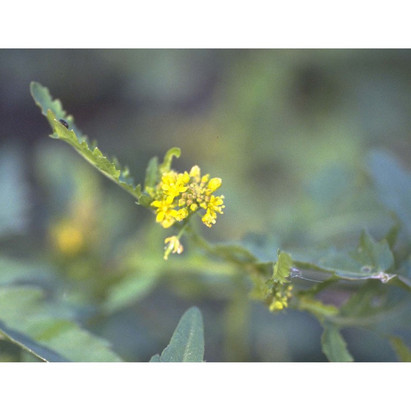 rorippa palustris (l.) besser