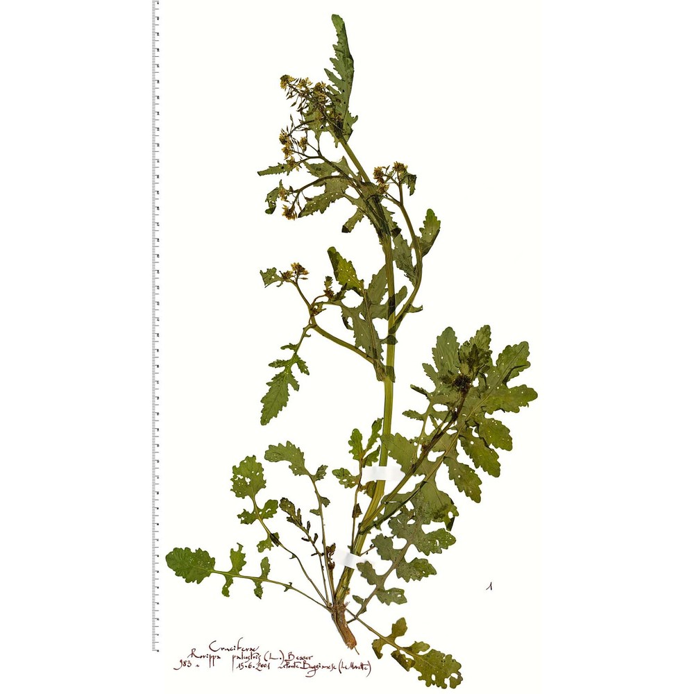 rorippa palustris (l.) besser