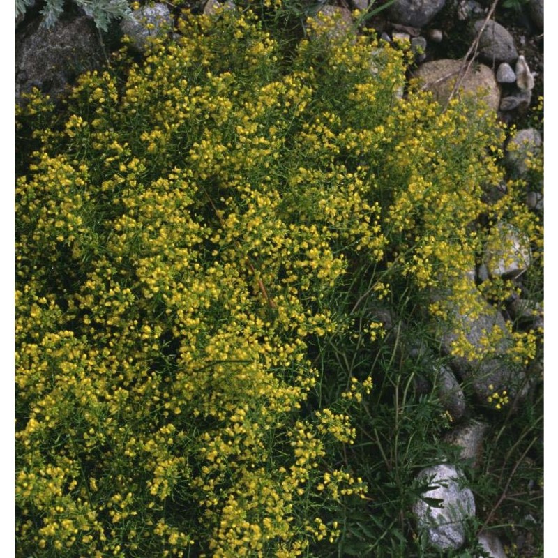 rorippa sylvestris (l.) besser