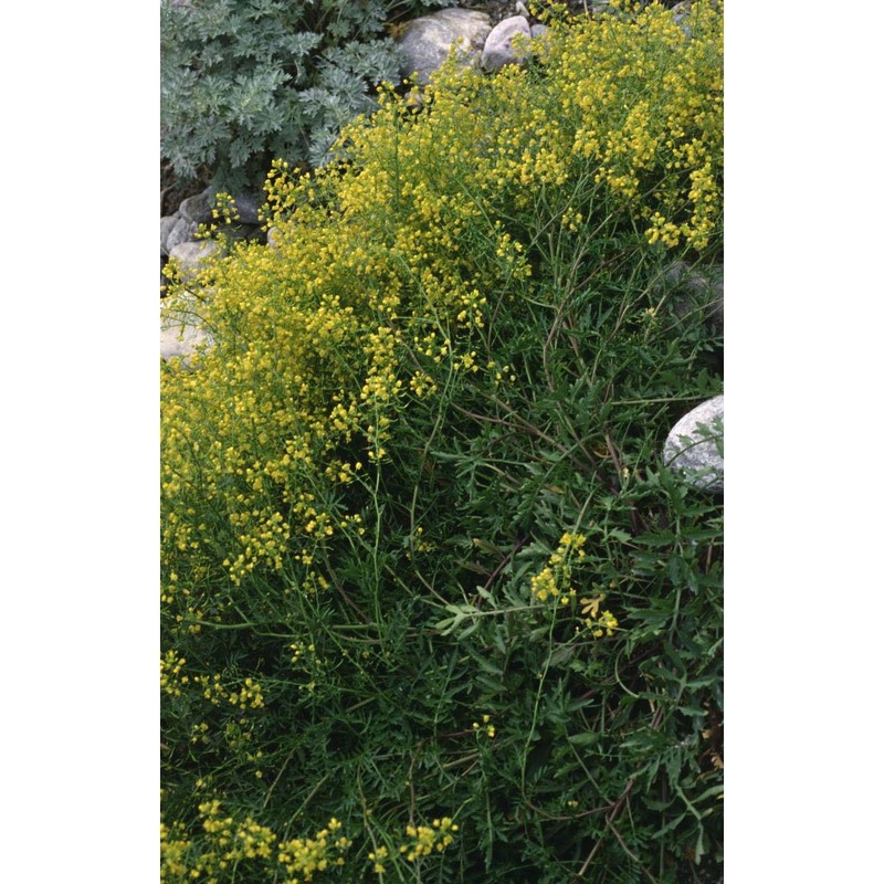 rorippa sylvestris (l.) besser