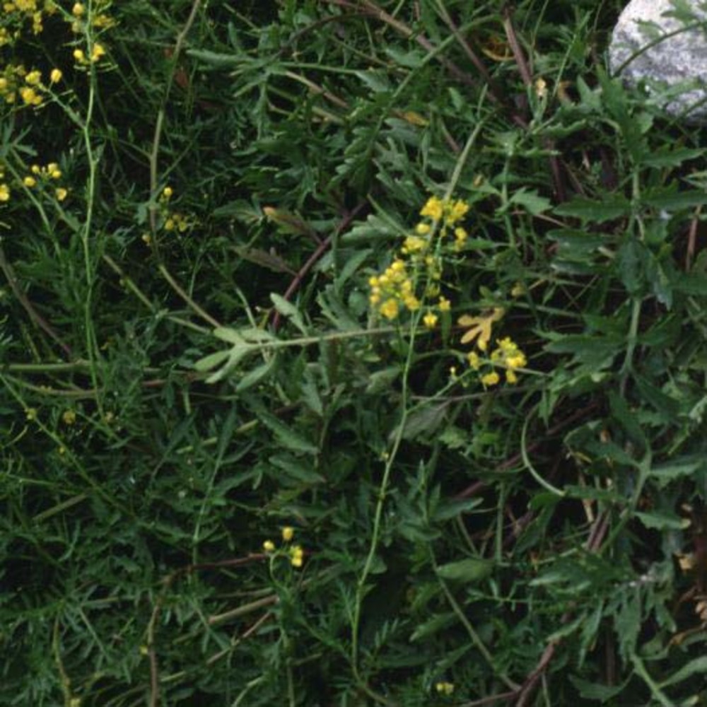 rorippa sylvestris (l.) besser