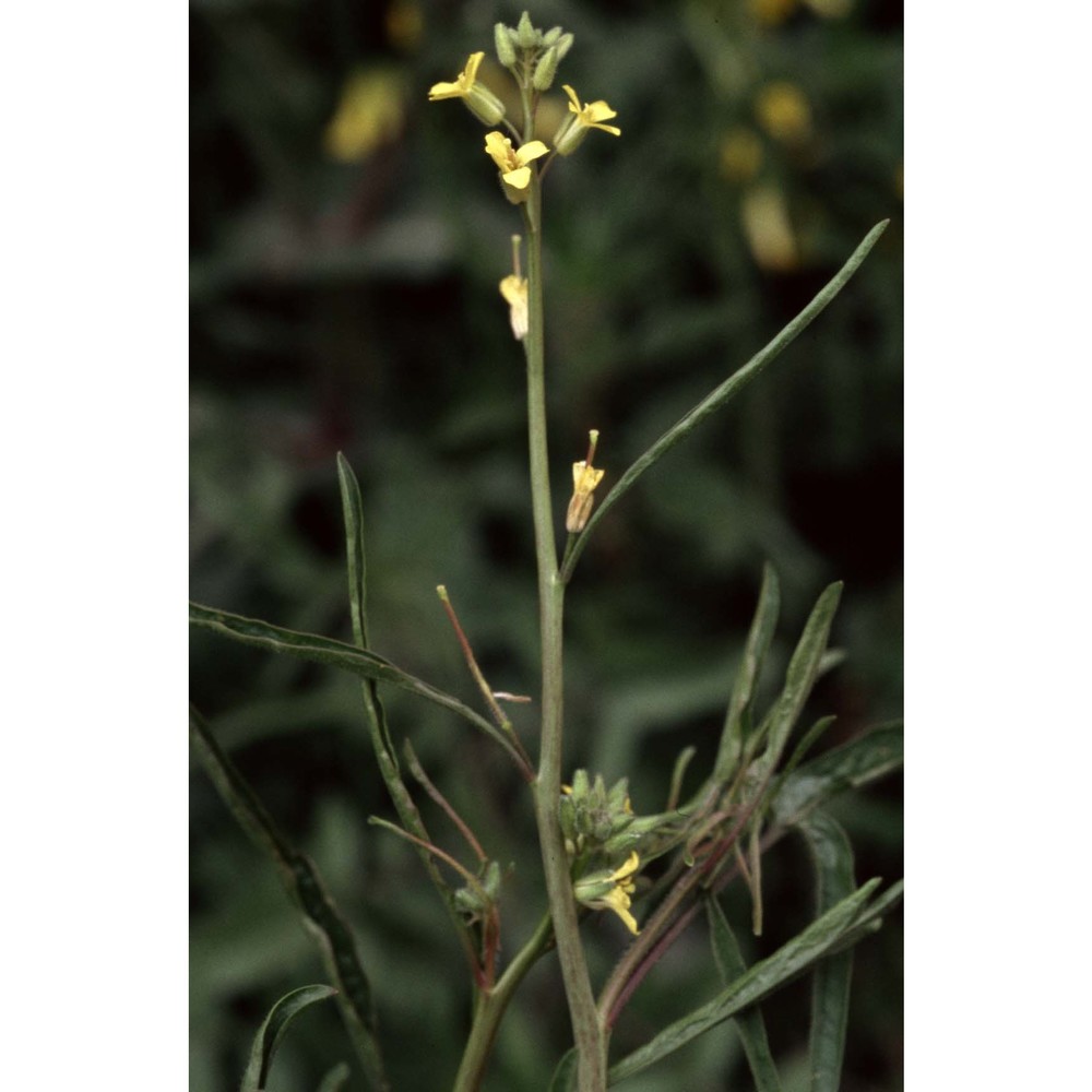 sisymbrium altissimum l.