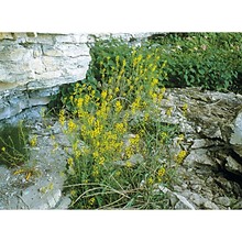 sisymbrium austriacum jacq.