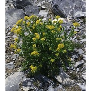 sisymbrium austriacum jacq.