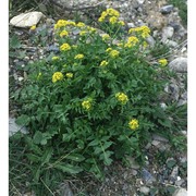 sisymbrium austriacum jacq.