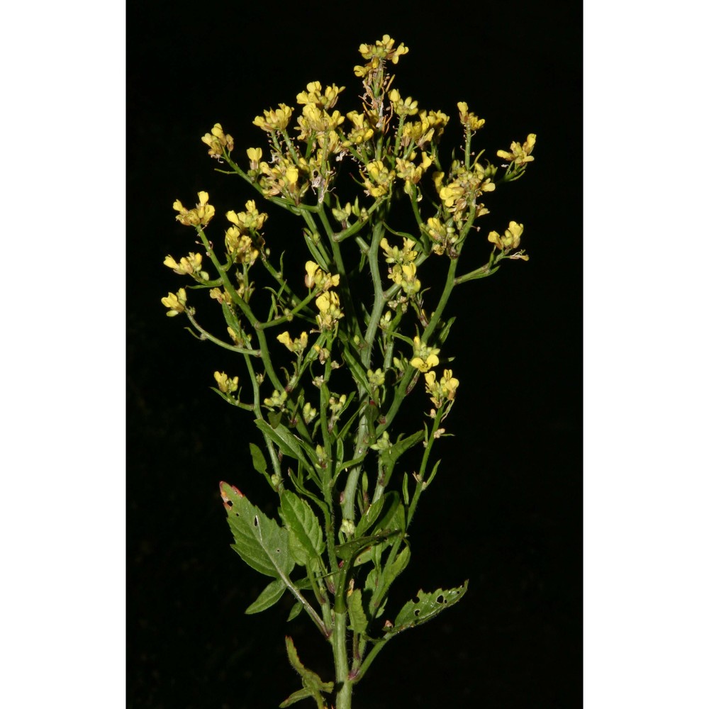 sisymbrium erysimoides desf.