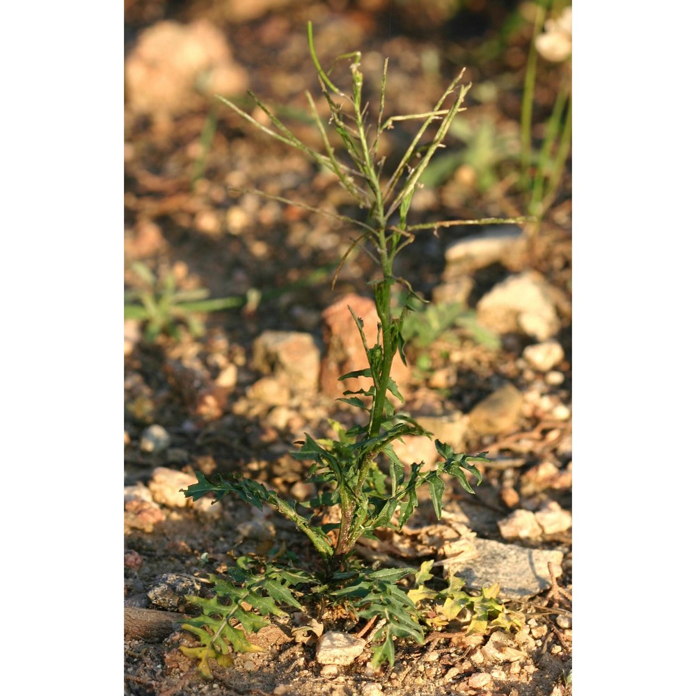 sisymbrium irio l.