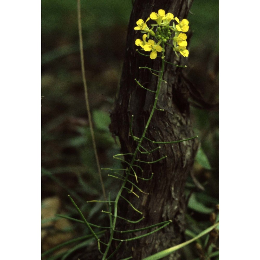 sisymbrium loeselii l.