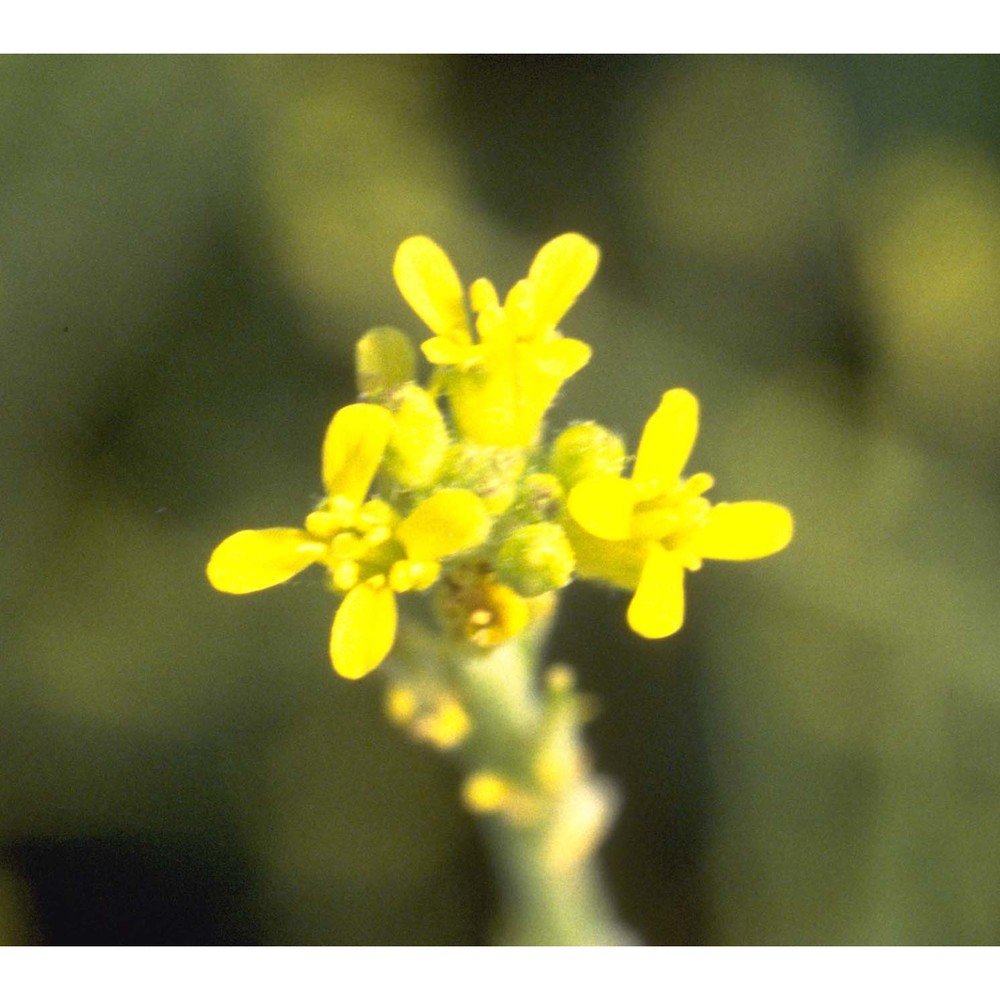 sisymbrium officinale (l.) scop.