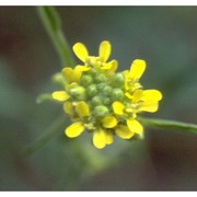 sisymbrium officinale (l.) scop.