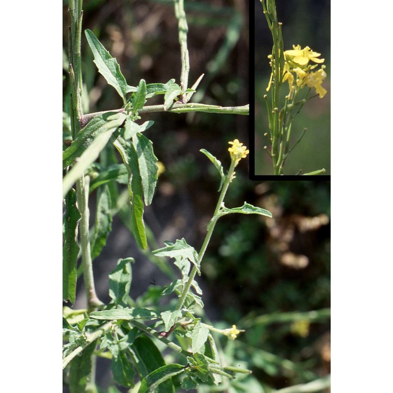 sisymbrium officinale (l.) scop.